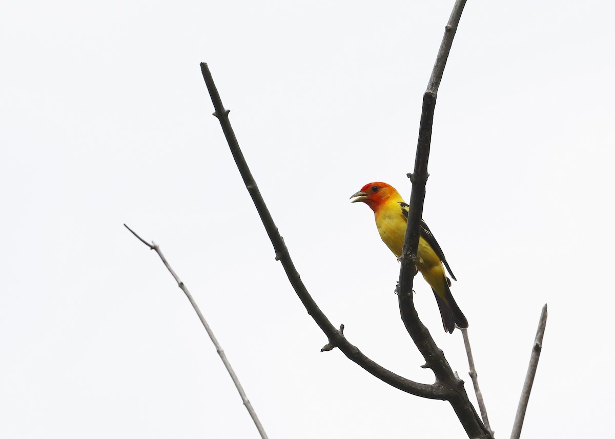 Western Tanager - ML622101065