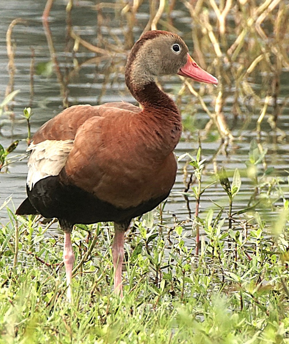 Black-bellied Whistling-Duck - ML622101069