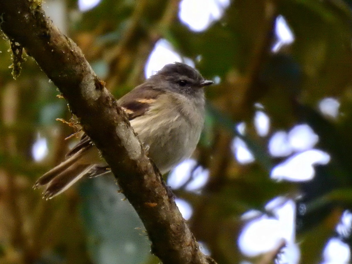 Tawny-rumped Tyrannulet - ML622101070