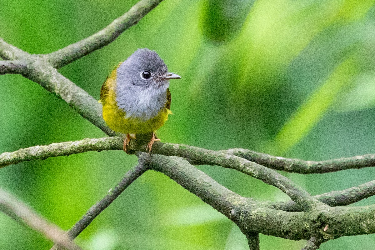 Gray-headed Canary-Flycatcher - ML622101071