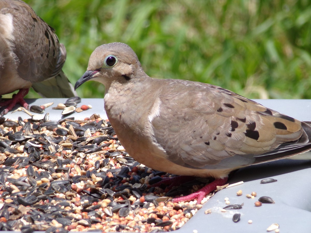 Mourning Dove - ML622101073