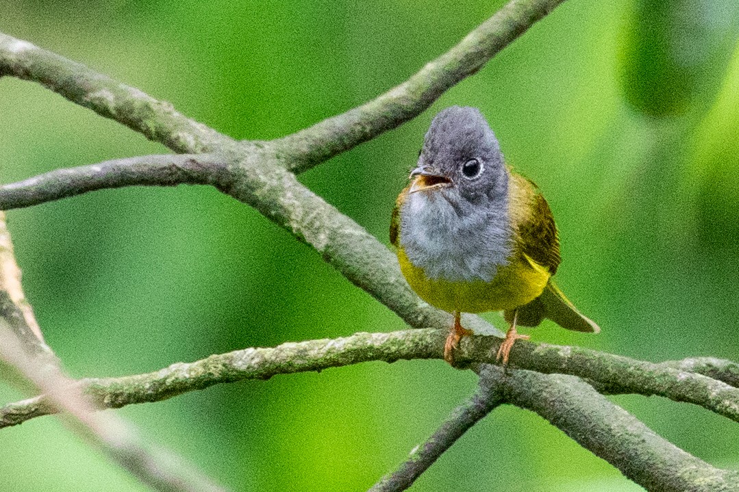 Gray-headed Canary-Flycatcher - ML622101074