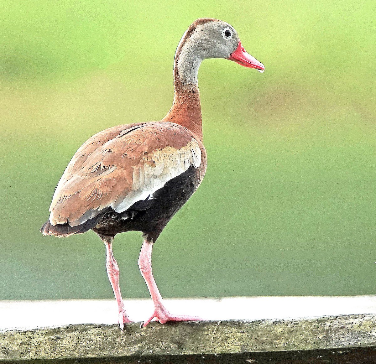 Black-bellied Whistling-Duck - ML622101075