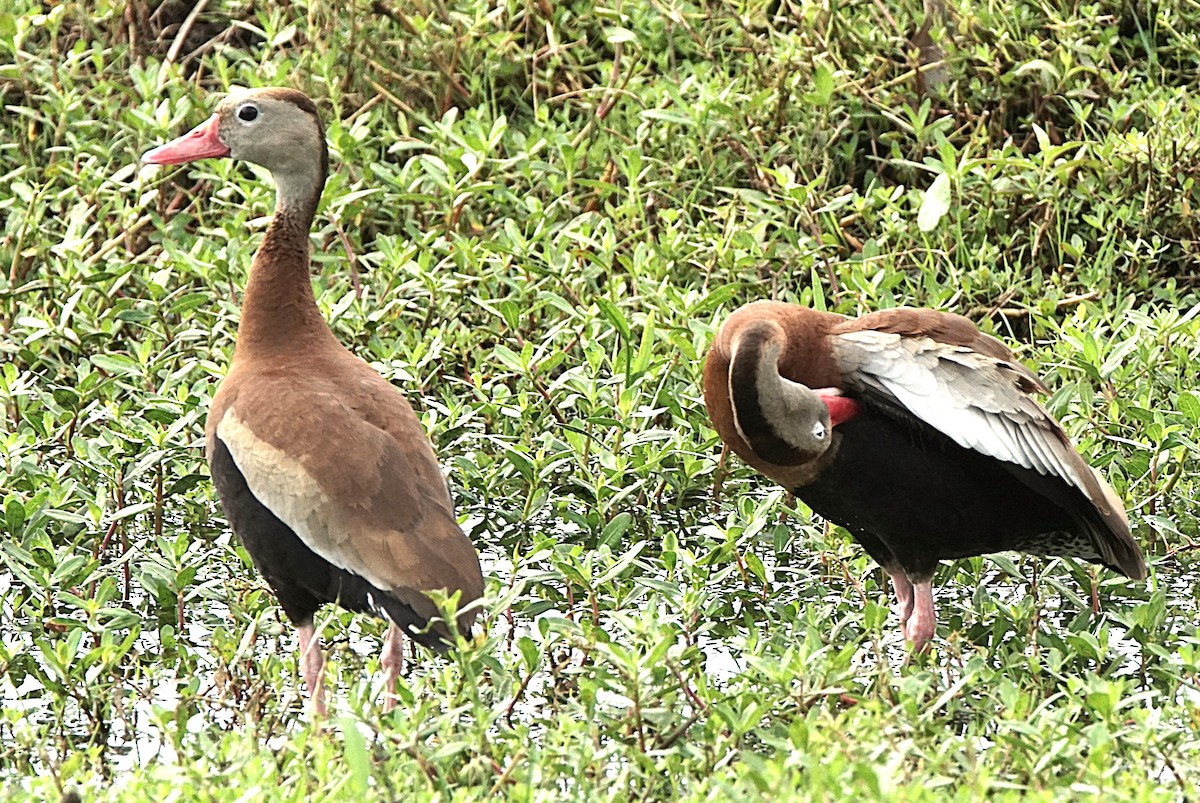 Black-bellied Whistling-Duck - ML622101076