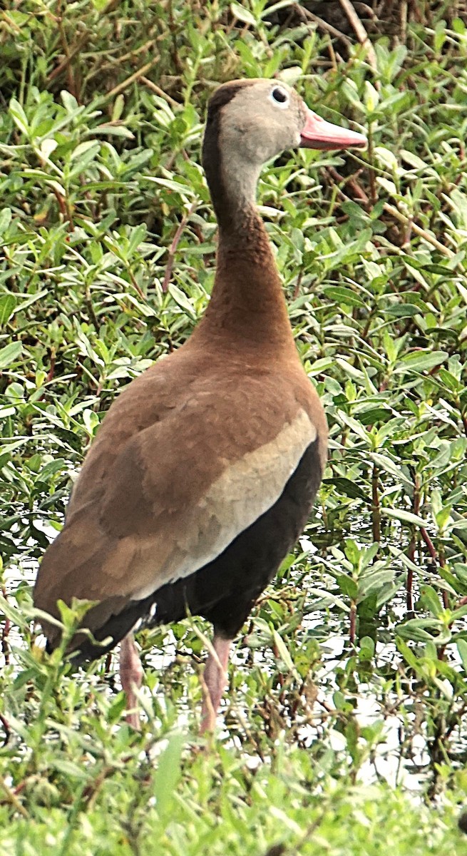 Black-bellied Whistling-Duck - Curtis Makamson