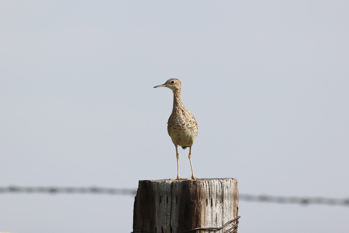 Upland Sandpiper - ML622101108