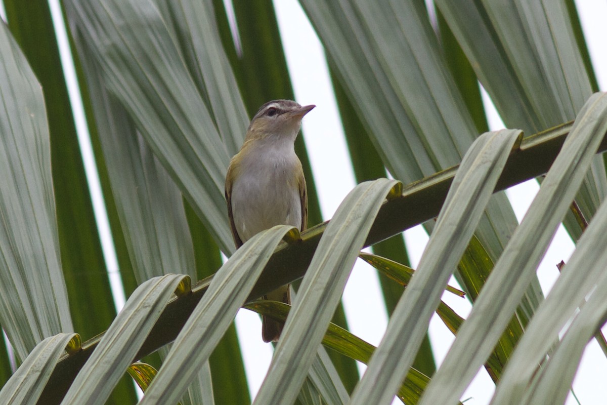 Red-eyed/Chivi Vireo - ML622101154