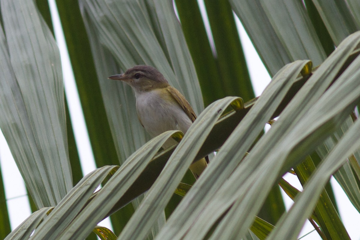 Red-eyed/Chivi Vireo - ML622101155