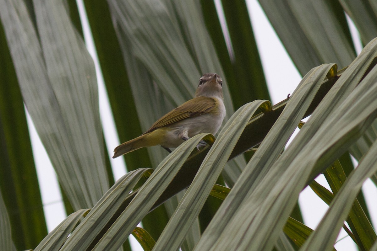 Red-eyed/Chivi Vireo - ML622101156