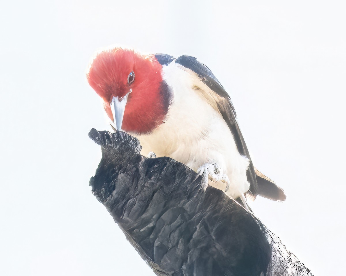 Red-headed Woodpecker - ML622101157