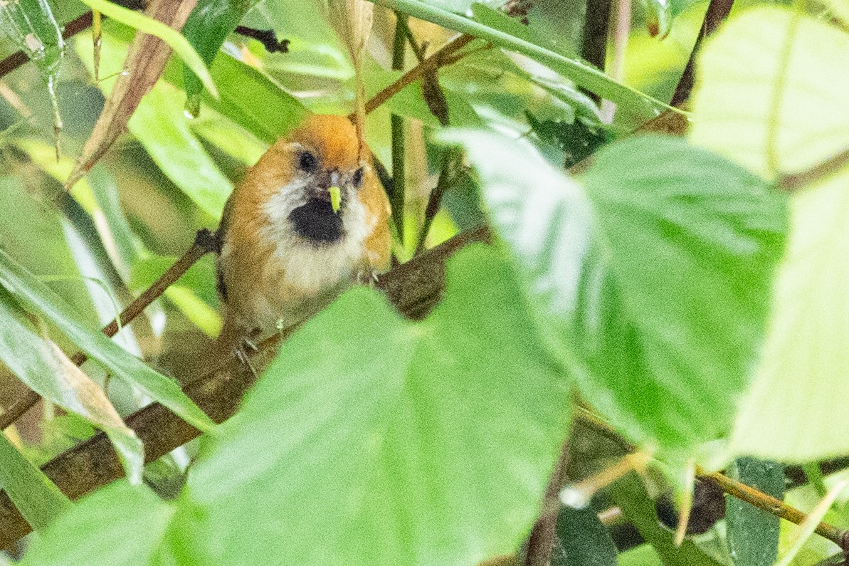 Golden Parrotbill - ML622101159