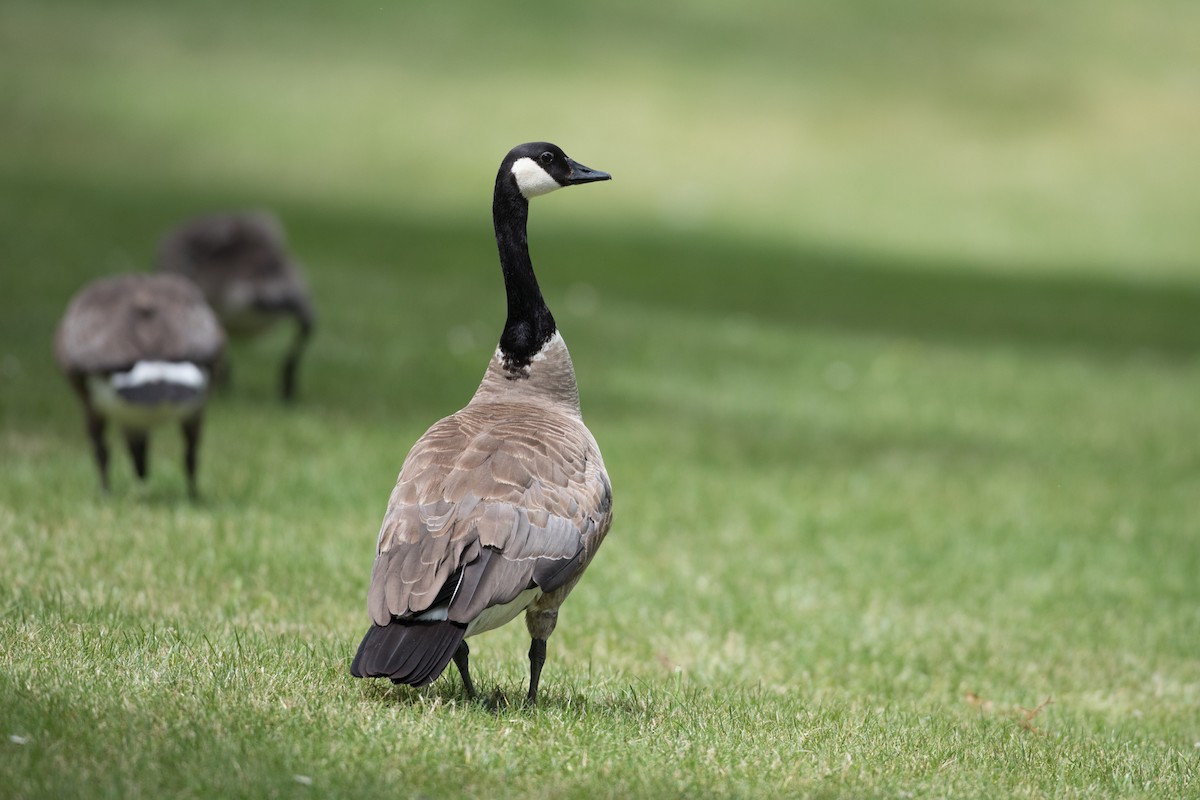 Canada Goose - ML622101160