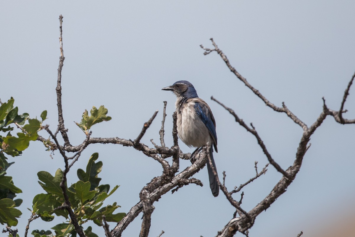 California Scrub-Jay - ML622101221