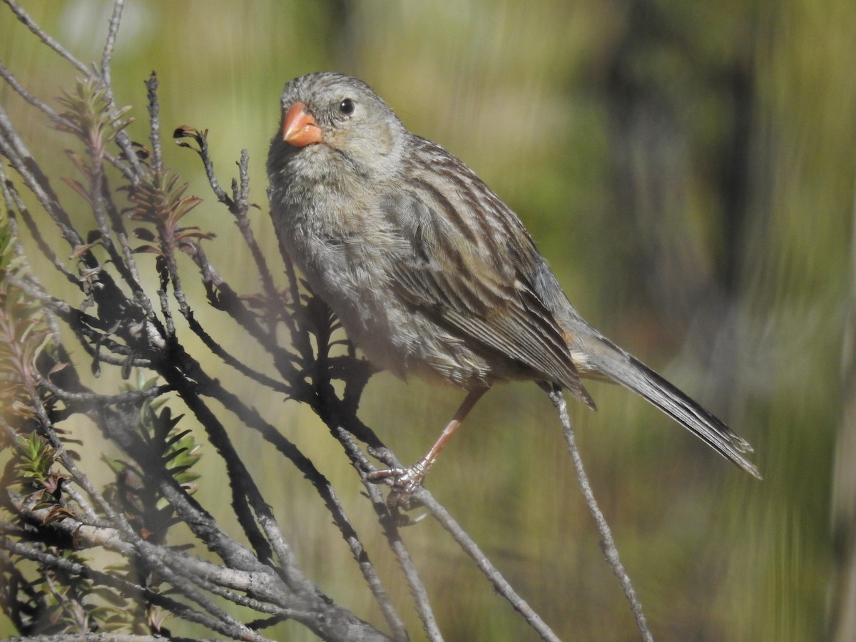 Plain-colored Seedeater - Esteban Poveda