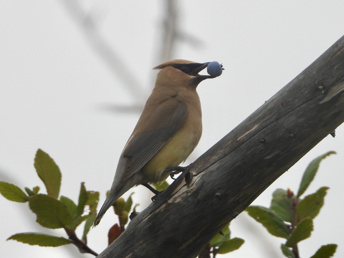 Cedar Waxwing - Sophie Bourdages