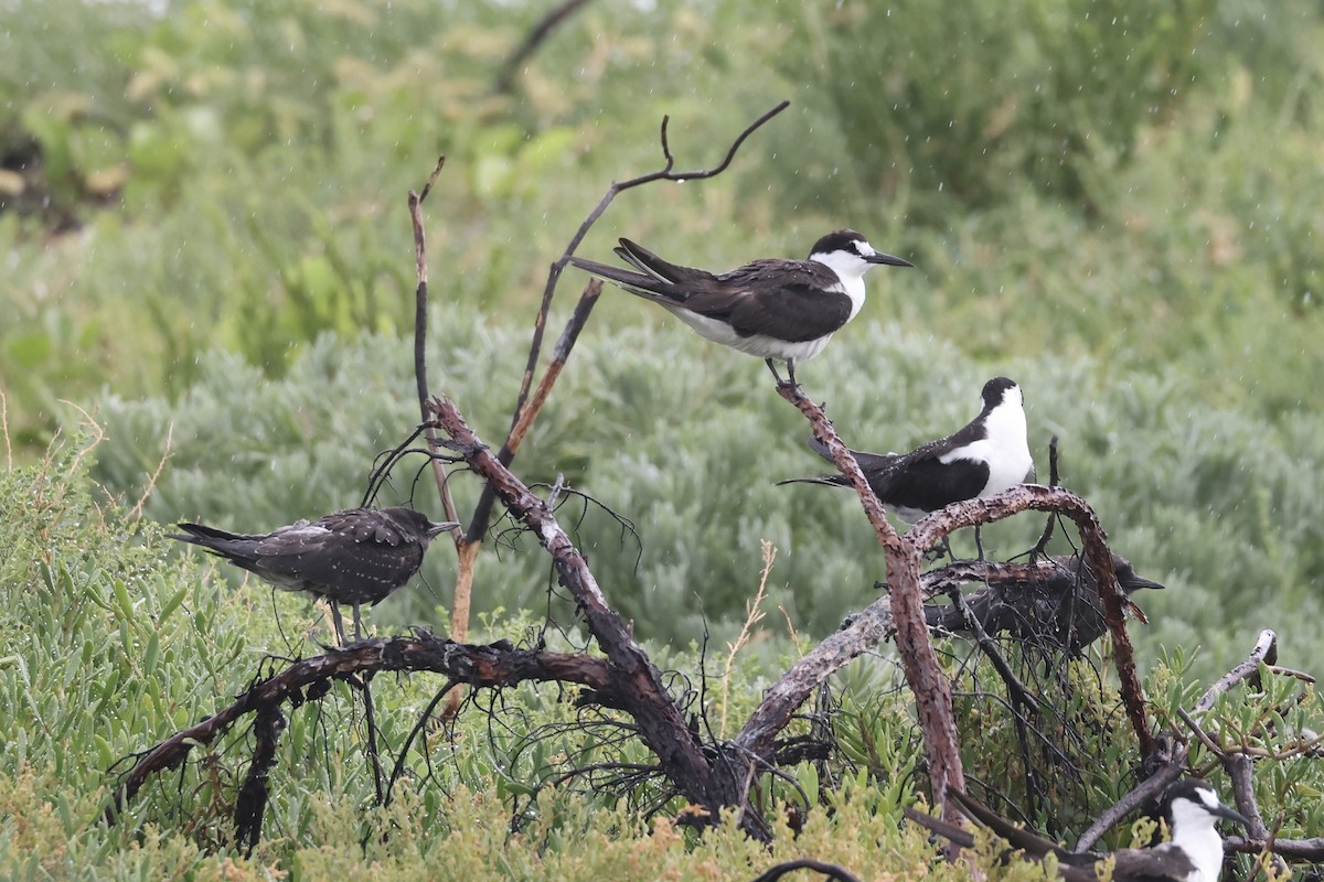 Sooty Tern - ML622101237