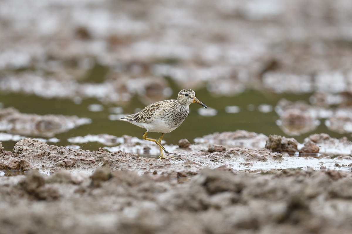 Pectoral Sandpiper - terence zahner