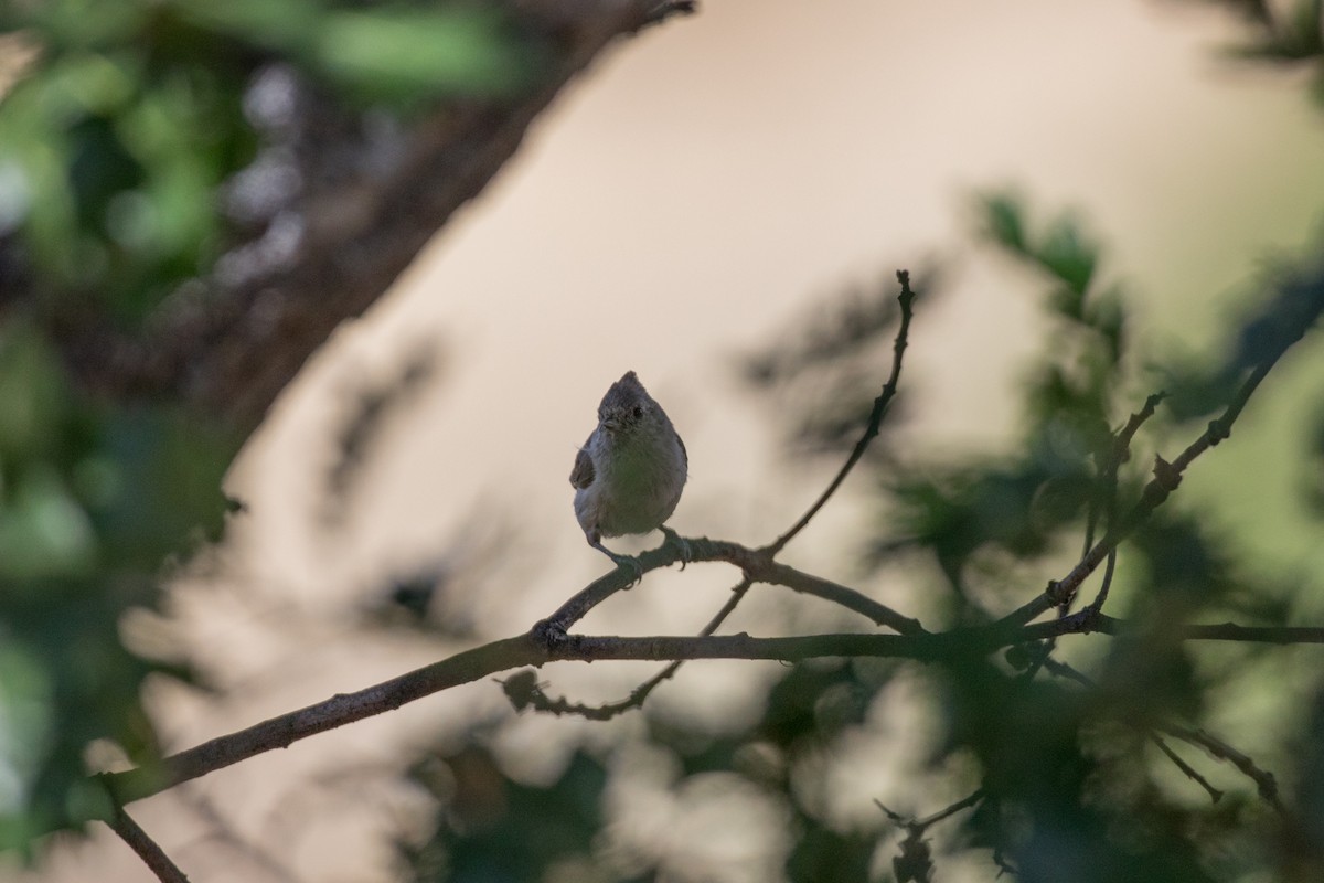 Oak Titmouse - ML622101247