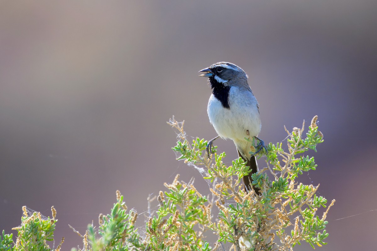 Black-throated Sparrow - Bill Schneider