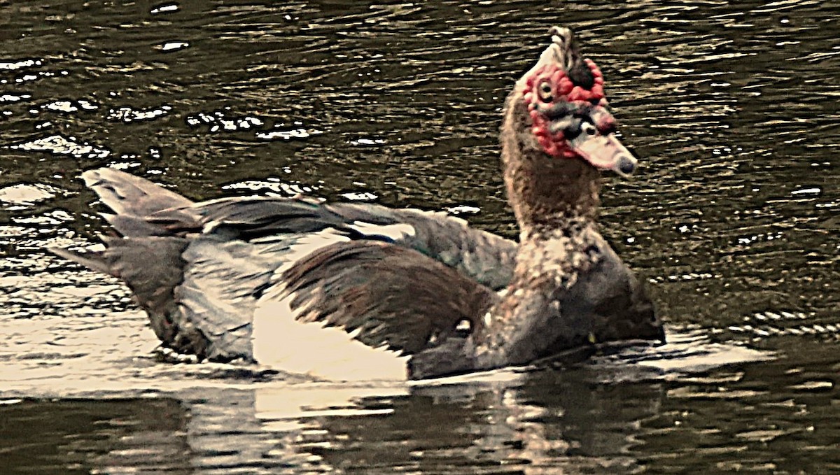 Muscovy Duck (Domestic type) - ML622101276