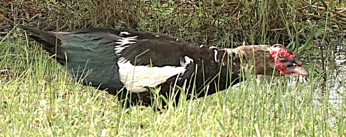 Muscovy Duck (Domestic type) - ML622101278