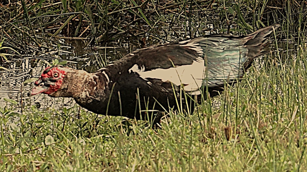 Muscovy Duck (Domestic type) - ML622101279