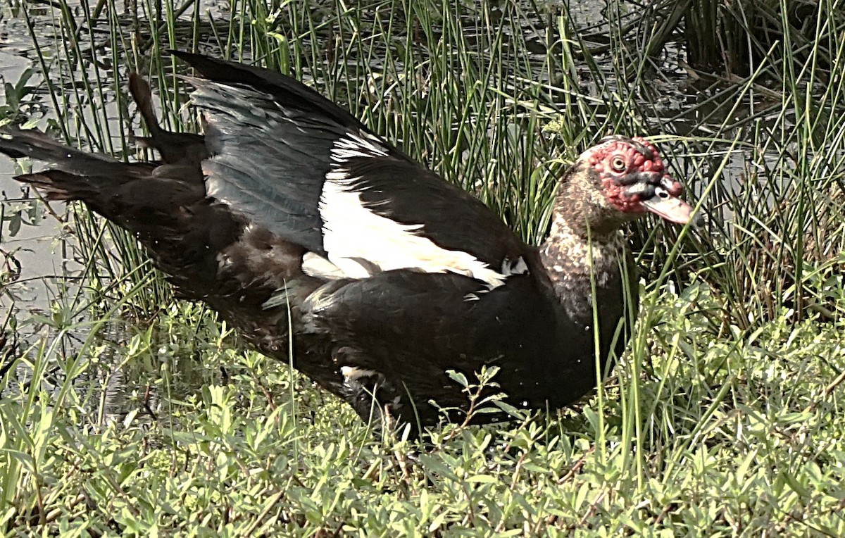 Muscovy Duck (Domestic type) - ML622101282