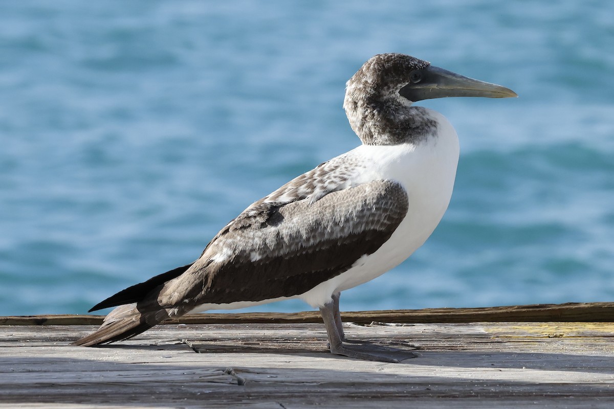 Masked Booby - ML622101288