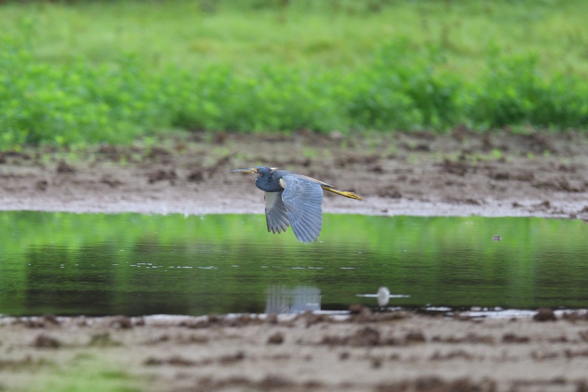 Tricolored Heron - ML622101298