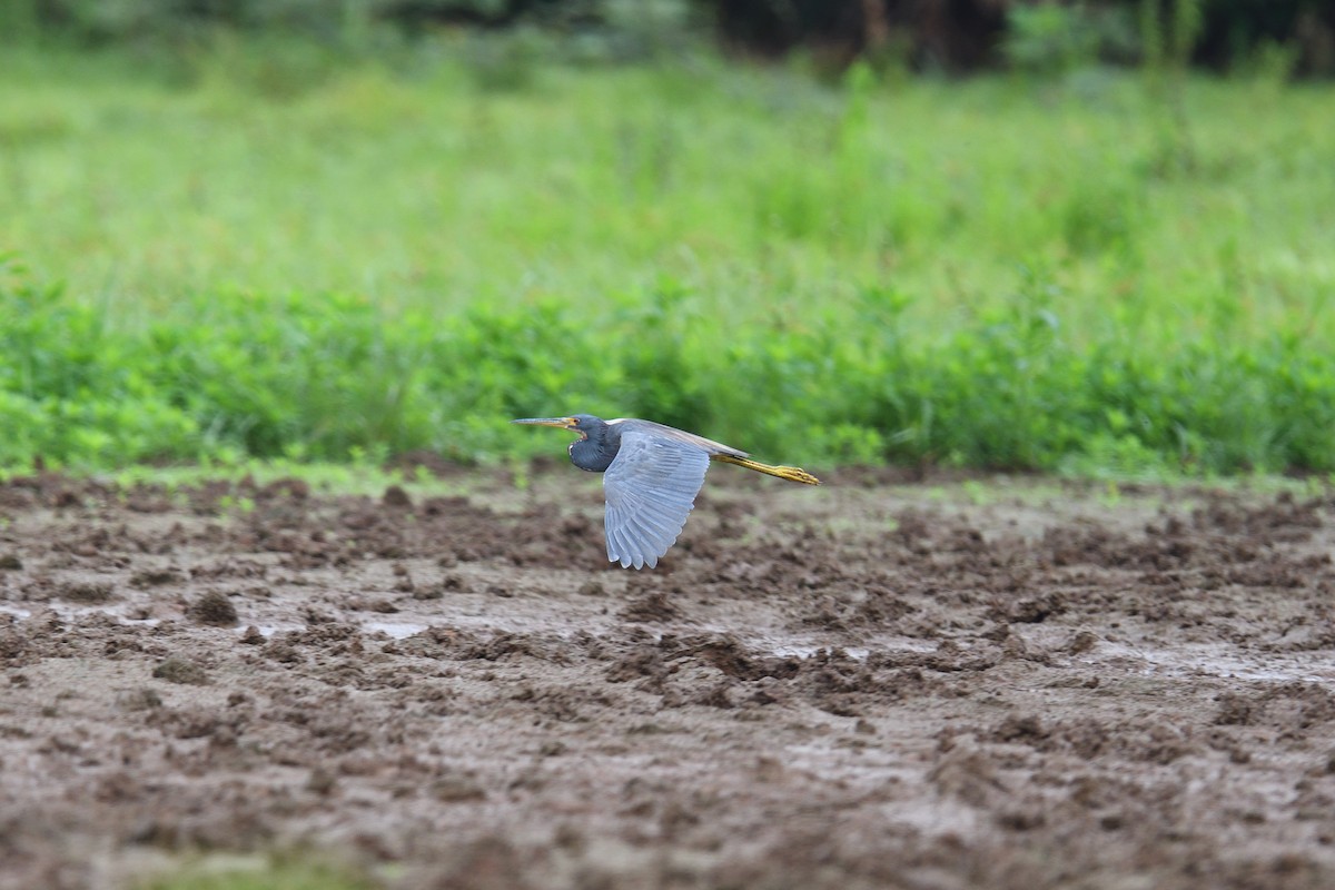 Tricolored Heron - ML622101299