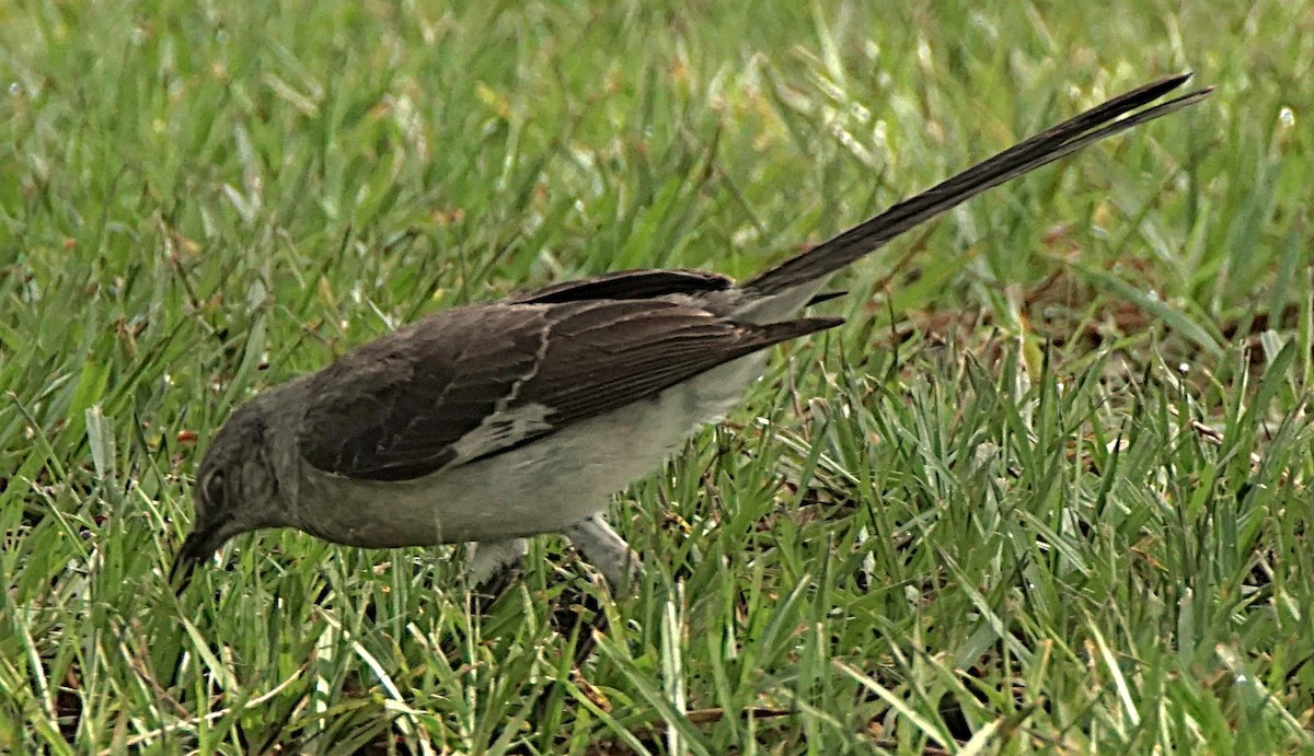 Northern Mockingbird - ML622101372