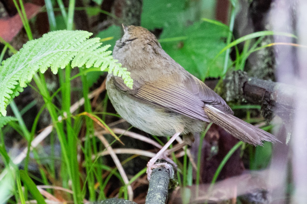 Aberrant Bush Warbler (Perplexing) - ML622101383