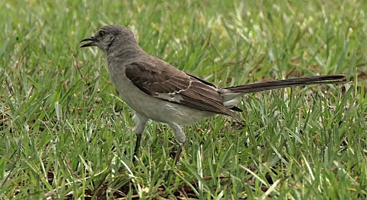 חקיינית צפונית - ML622101384