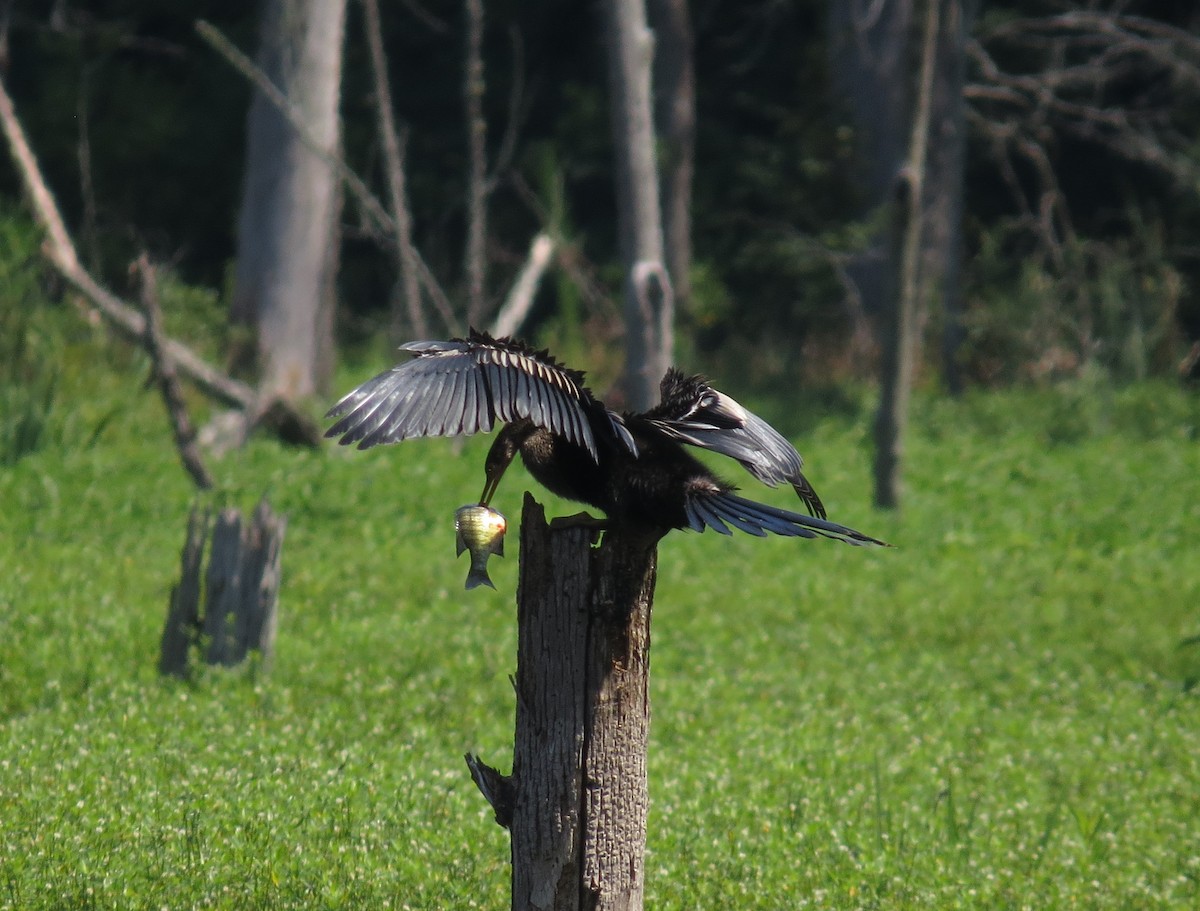 Anhinga - ML622101385