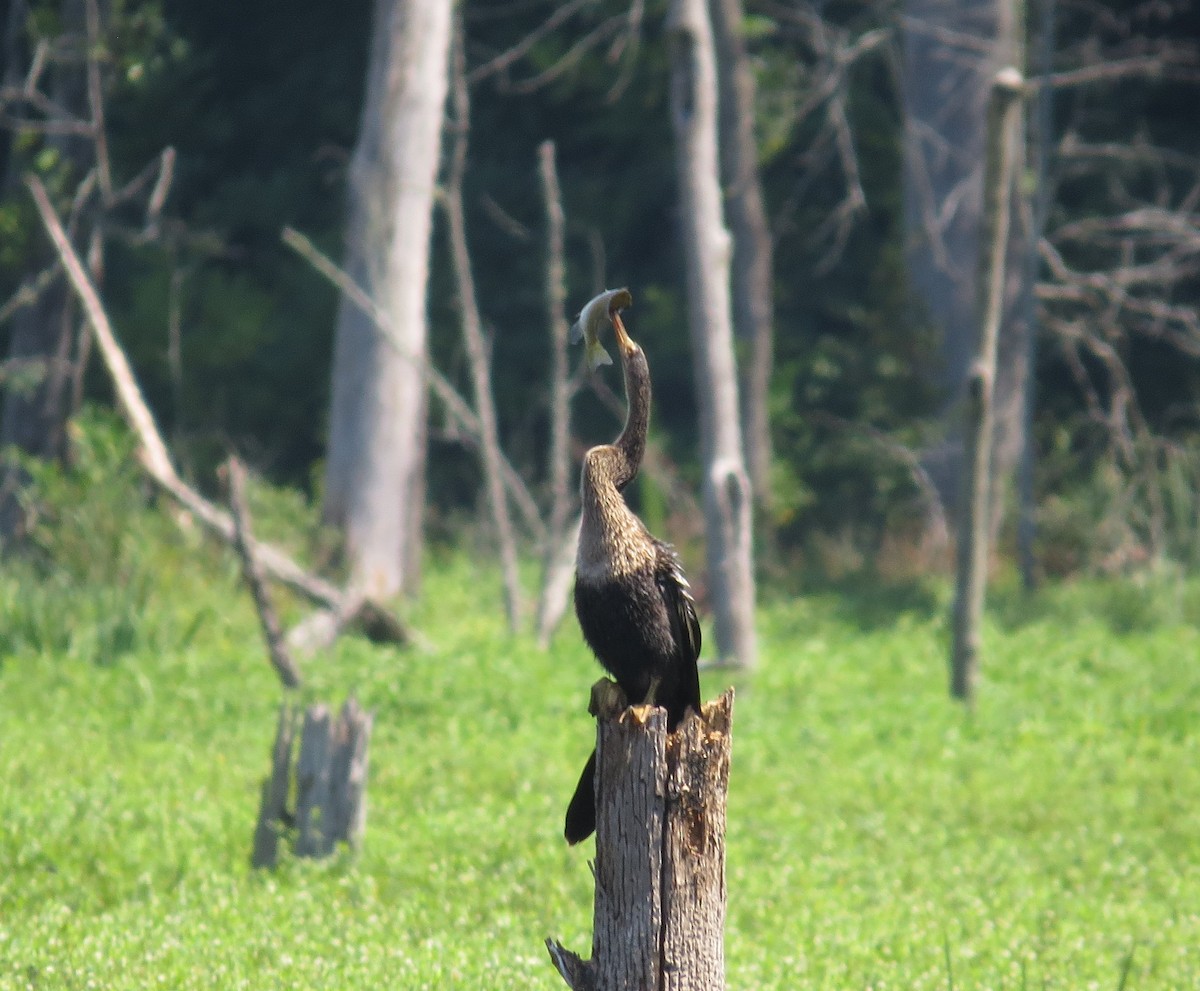 Anhinga - ML622101387