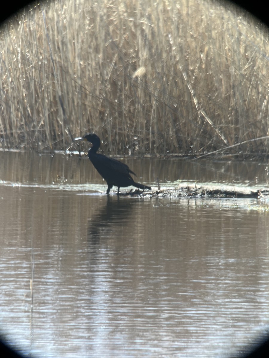 Double-crested Cormorant - ML622101389