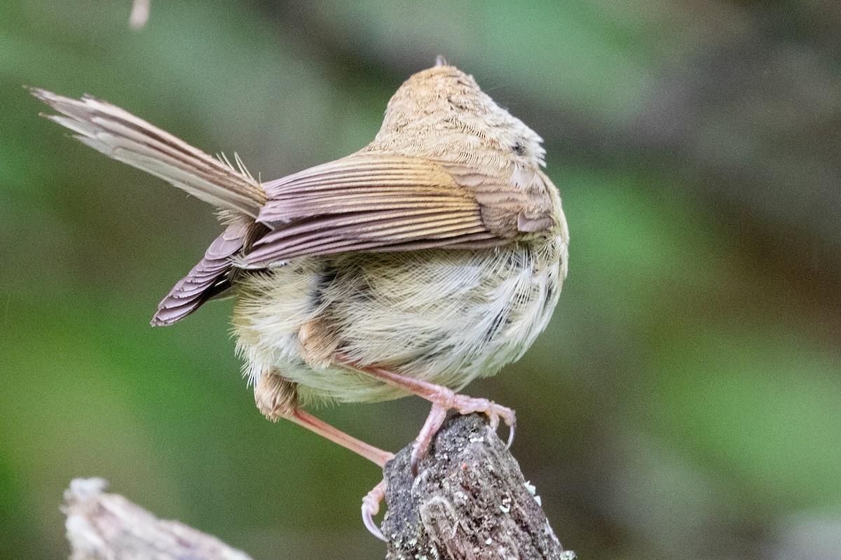 Aberrant Bush Warbler (Perplexing) - ML622101390