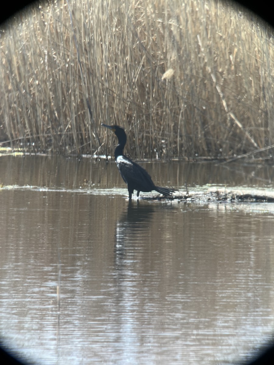 Double-crested Cormorant - ML622101392