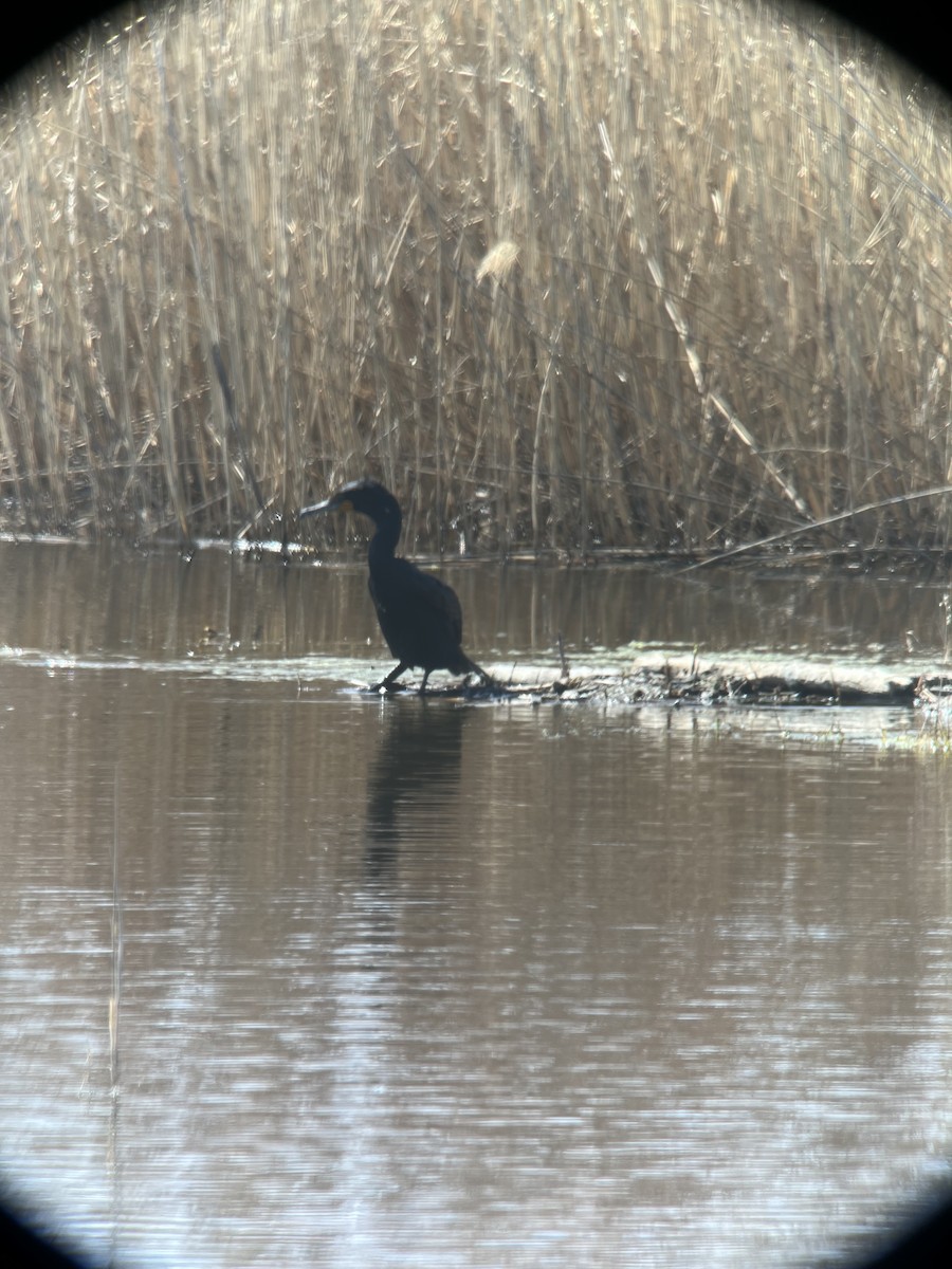 Double-crested Cormorant - ML622101393