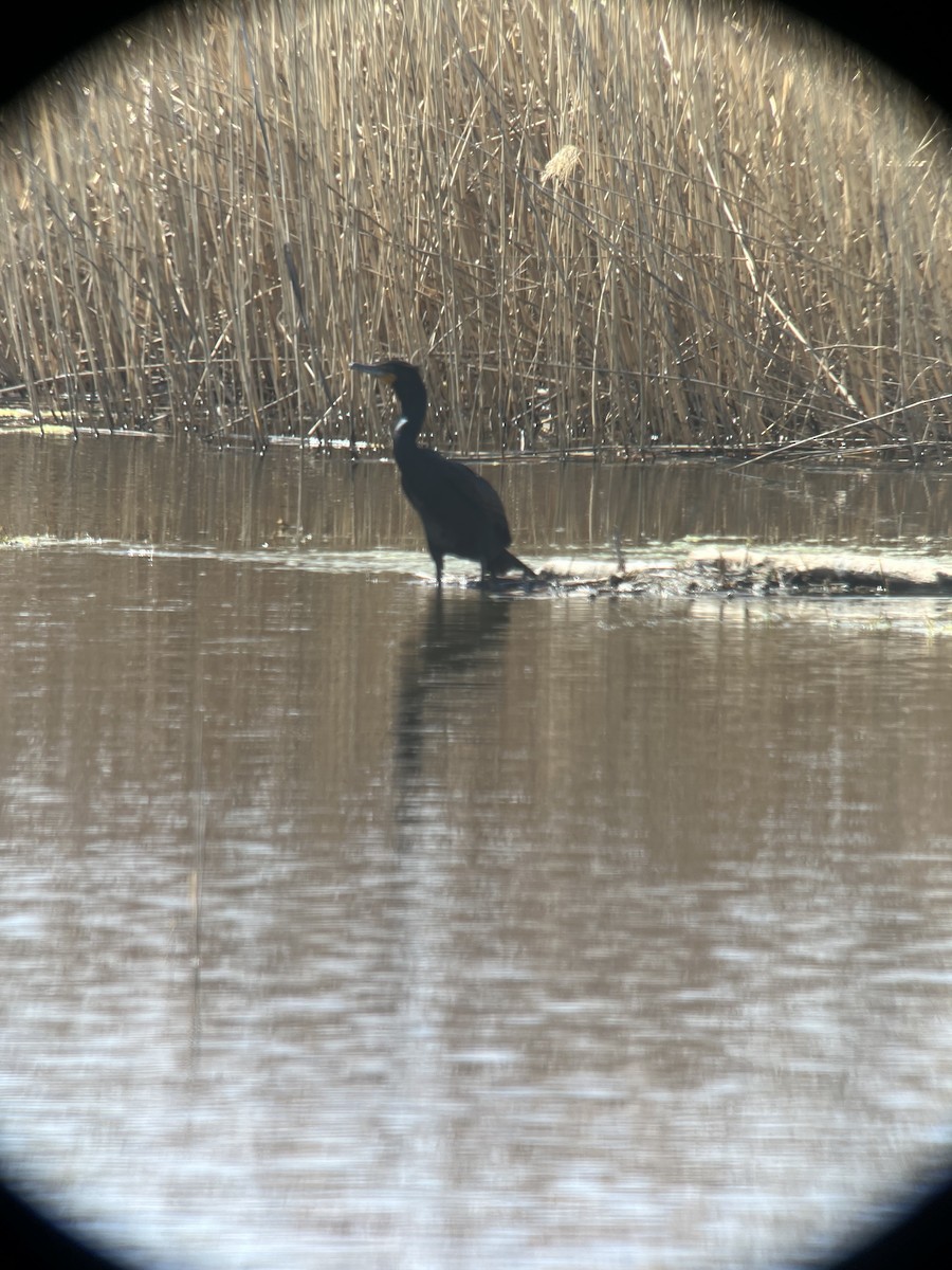 Double-crested Cormorant - ML622101394