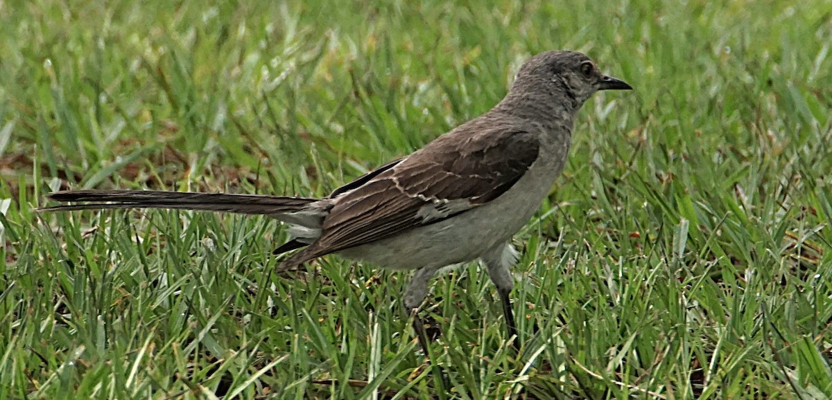 Northern Mockingbird - ML622101395