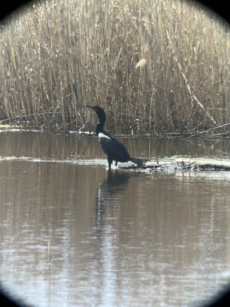 Double-crested Cormorant - Ann Monk