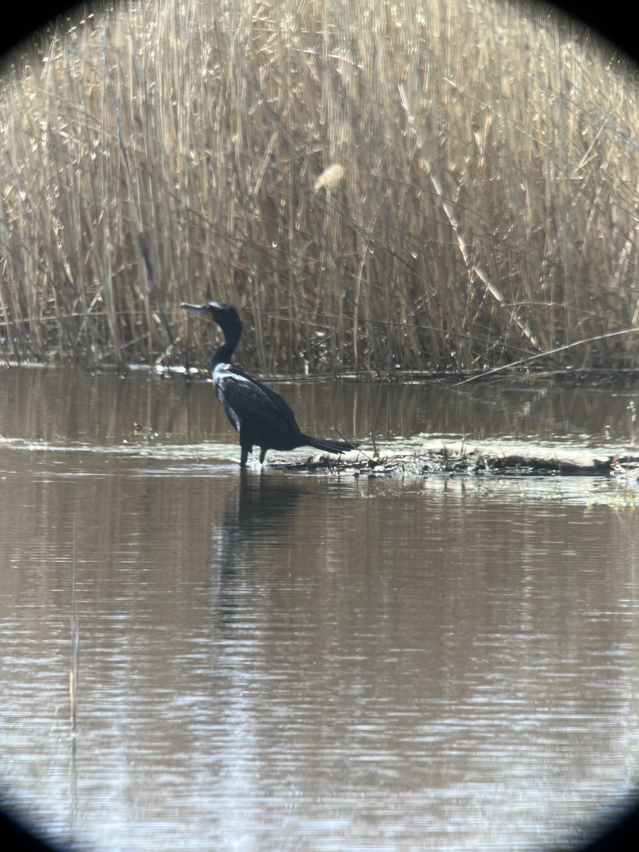 Double-crested Cormorant - ML622101397