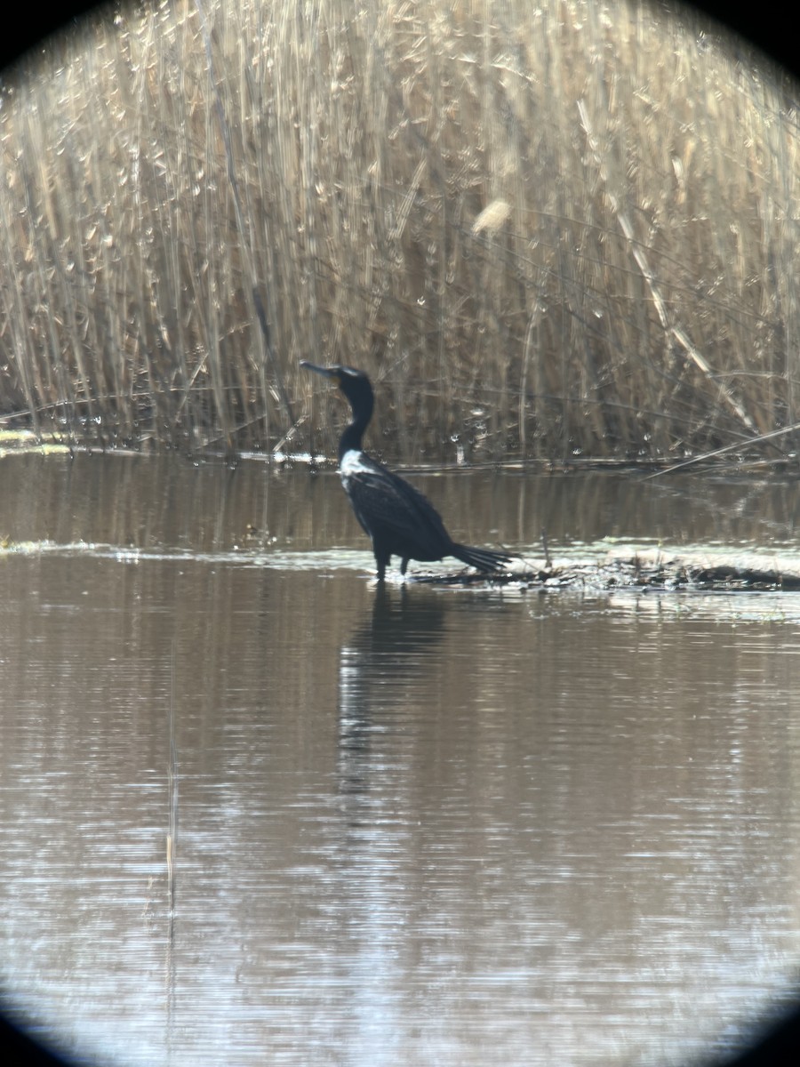 Double-crested Cormorant - ML622101398