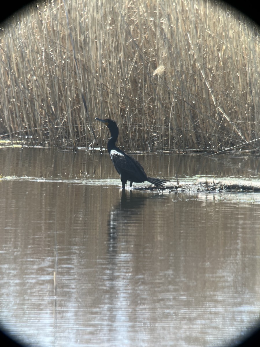 Double-crested Cormorant - ML622101399