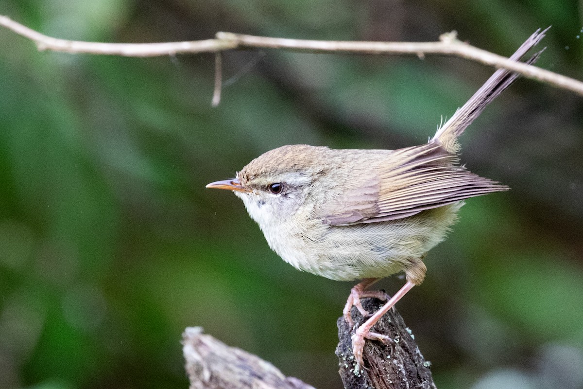 Aberrant Bush Warbler (Perplexing) - ML622101400