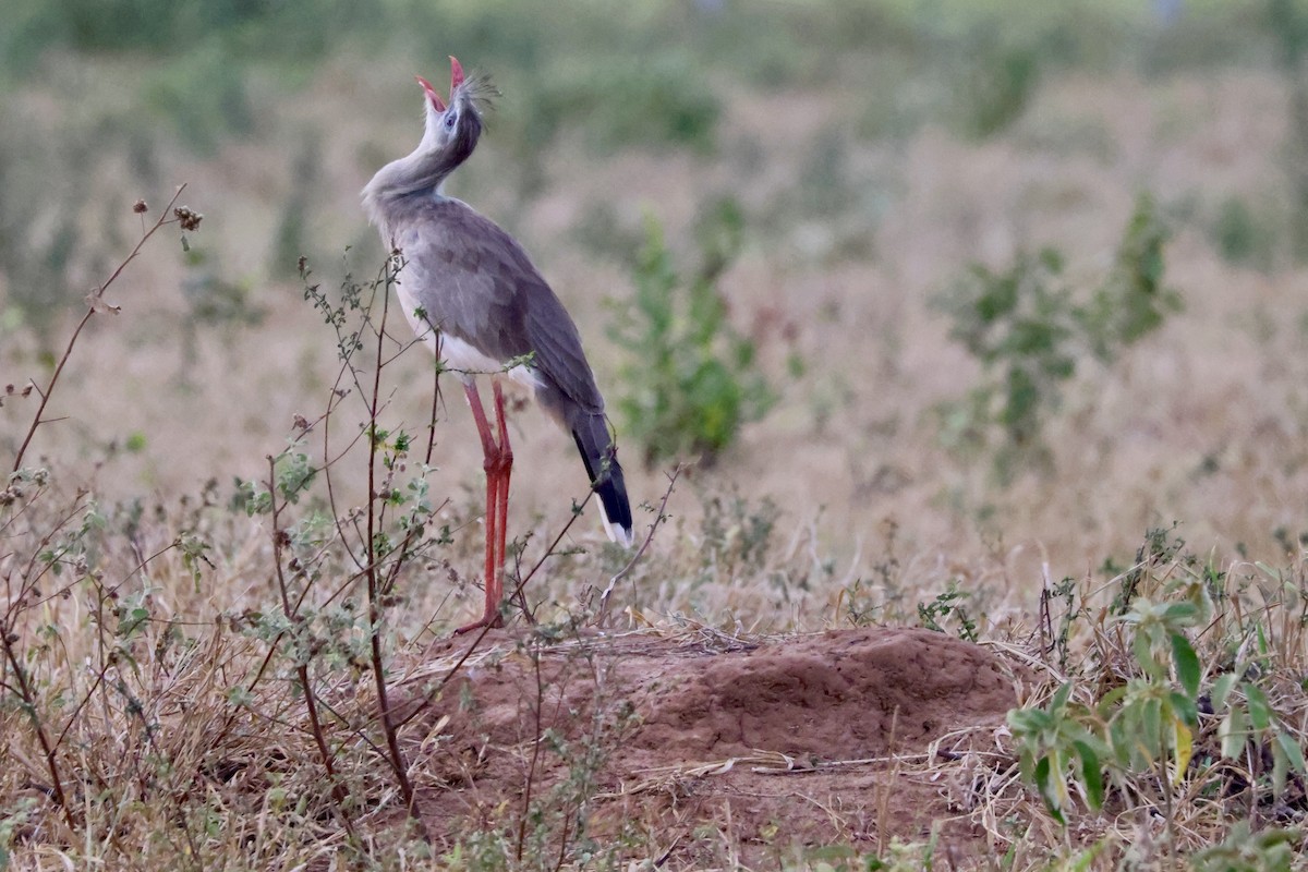 Red-legged Seriema - ML622101401