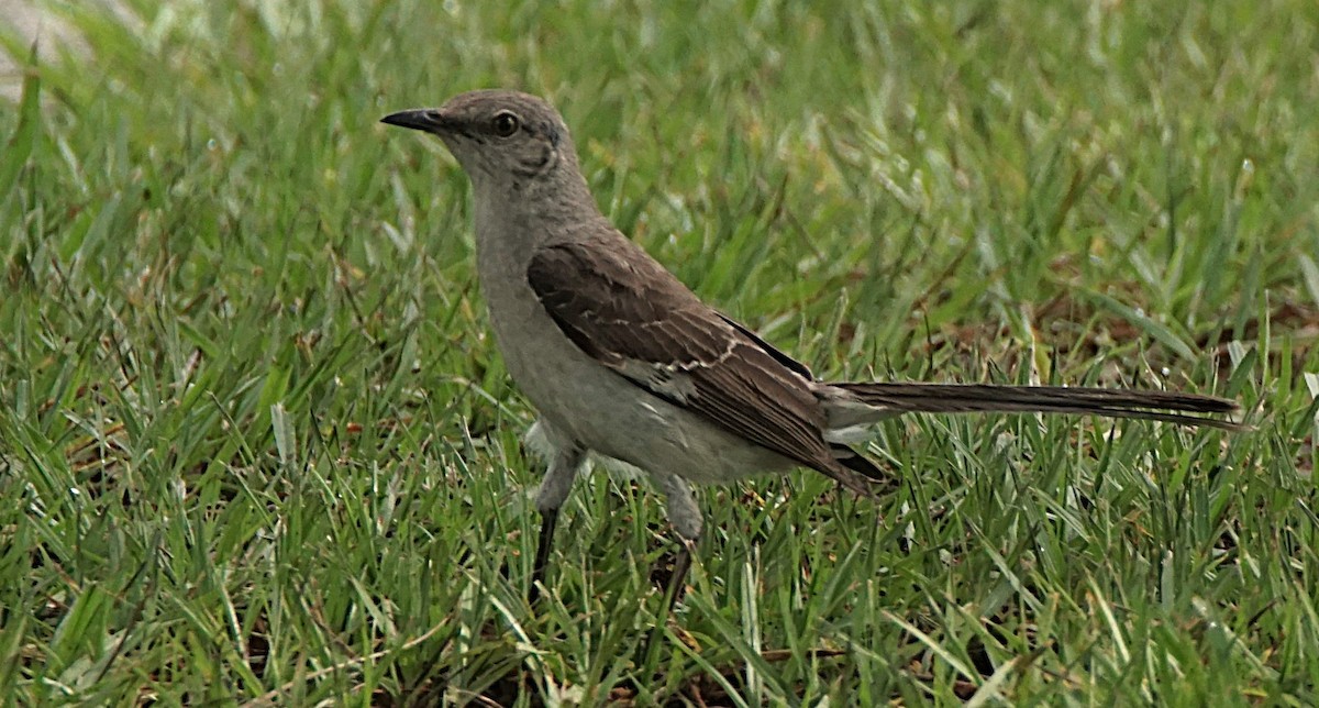 Northern Mockingbird - ML622101402