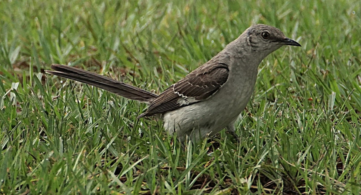 Northern Mockingbird - ML622101404