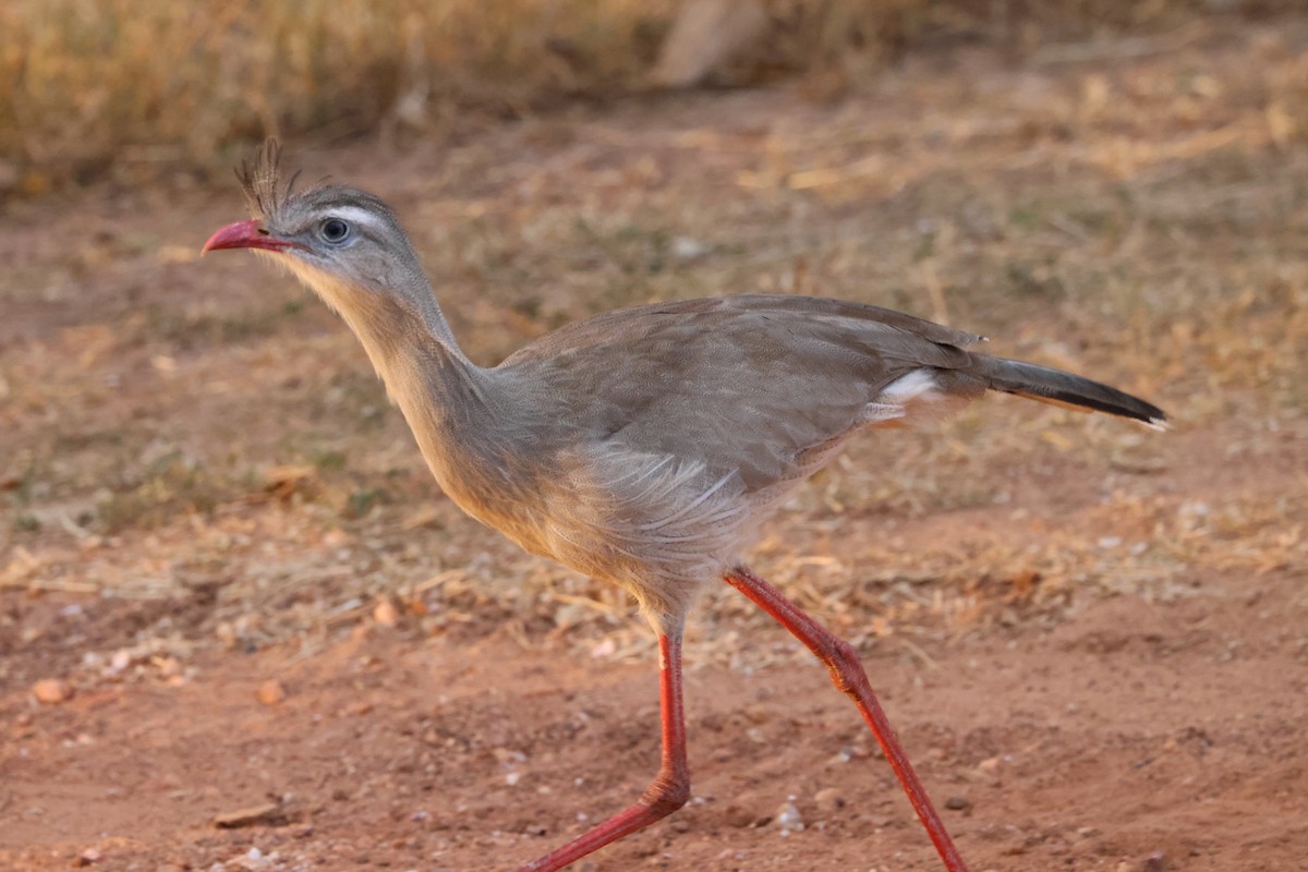 Red-legged Seriema - ML622101408